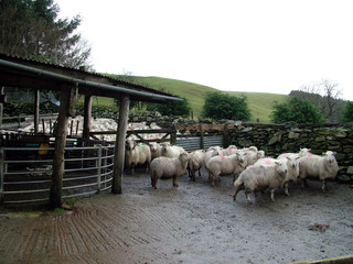 Sheep pen