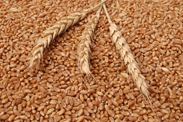 Wheat background in close up