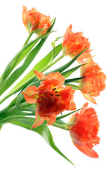 Fototapeta na wymiar bunch of orange tulips isolated on white background