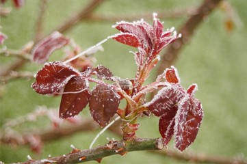 Rose leaves frosted