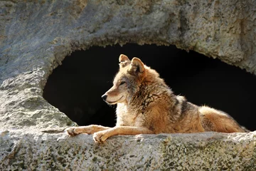 Fototapete Wolf Der von der Sonne strahlende Wolf liegt in der Nähe einer Höhle