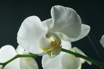 Fototapeta na wymiar orchidée