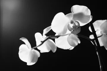 Papier Peint photo Lavable Orchidée orchidée noir et blanc