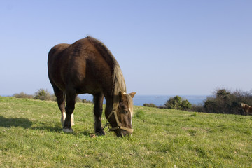 Cheval en bord de mer