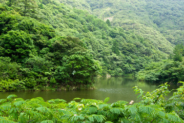 Calm river running through wild forest - 6281811