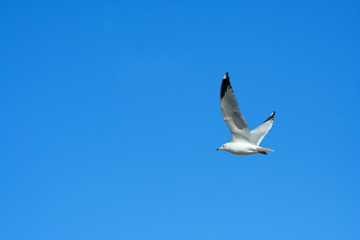 Fototapeta na wymiar Seagull flying against a bright blue sky