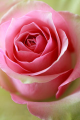 Fototapeta na wymiar Pink and green rose