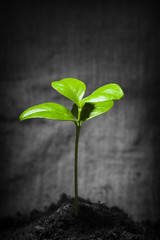Green lush small plant over dark rural background