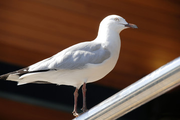 Sea Gull