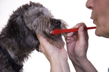 Brushing a dogs teeth promotes canine health