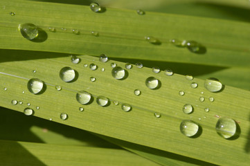 Rain drops on leaves