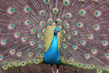 Obraz premium Male peacock spreading his wonderful tail