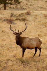 Elk looking back