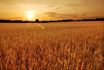 Wall murals Countryside Field of wheat at sunset