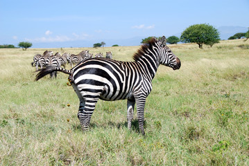 Fototapeta na wymiar Zebra etiopica