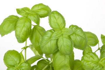 Basilikum Blätter - Basil Leaves