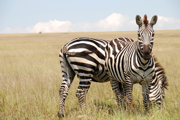 Fototapeta na wymiar zebry w parku Etiopii