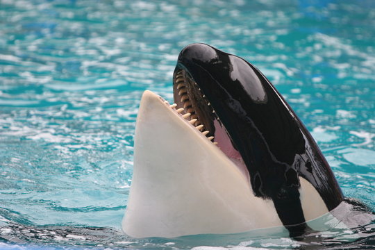 Kiler Whale Teeth