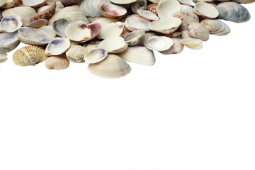 Assortment of seashells a white byckground