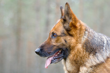 Germany sheepdog portrait on the green backgrounds..