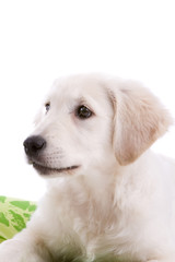 Adorable young puppy on white background looking relaxed