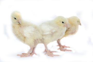 Easter chicks