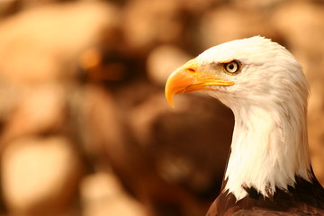 tête d'aigle