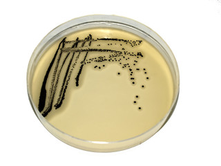 Bacterial Colonies