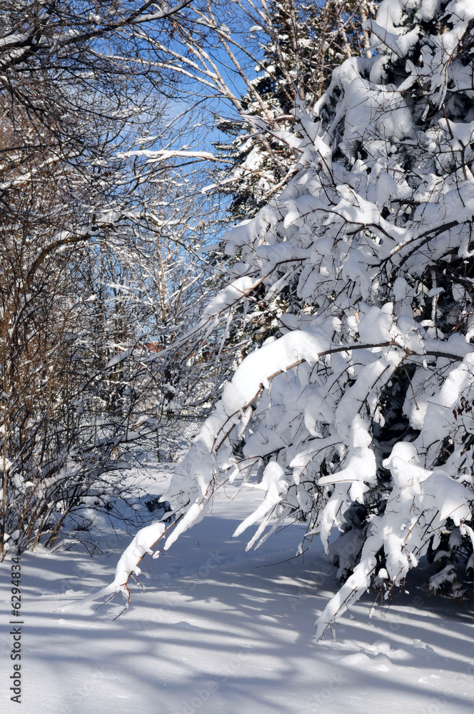 Canvas Prints winter landscape of a sunny forest after a heavy snowfall