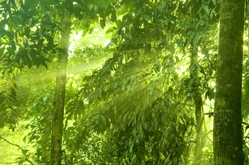 Fototapeta na wymiar zielony las