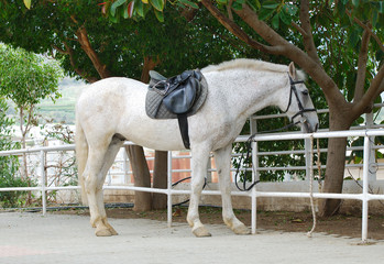White horse with a saddle