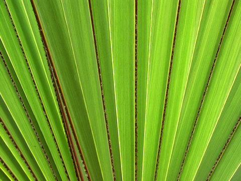feuille du latanier