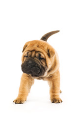 Obraz premium Funny sharpei puppy isolated on white background (studio shot)
