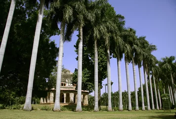 Foto op Plexiglas silhouetted palm trees, lodhi gardens, delhi, india © paul prescott