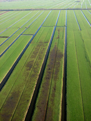 green grasslands countryside holland dutch netherlands