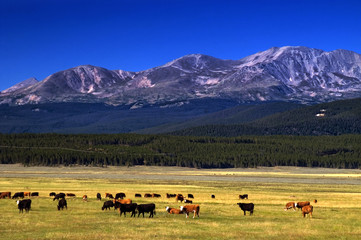 Cattle among Colorado mountains