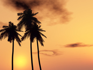 Tropical sunset