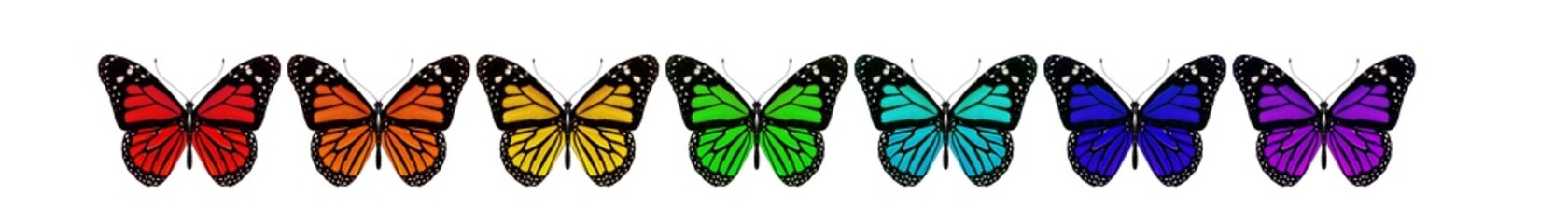 Rainbow butterflies