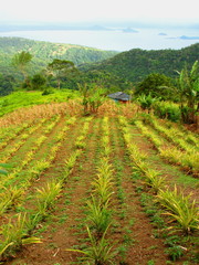 Fototapeta na wymiar Plantacja Pineapple widokiem jeziora Taal