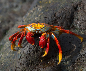 red crab on the rock, galapagos islands