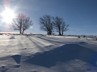 Soleil sur les arbres isolés dans la neige