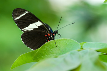 Obraz na płótnie Canvas beautiful butterfly