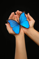 Fototapeta premium Hands holding a blue butterfly against a dark background