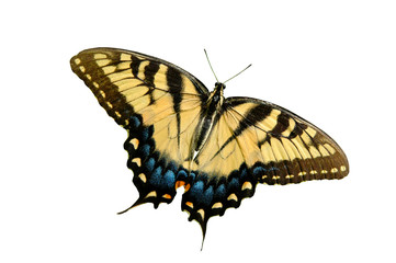 Naklejka premium Motyl paziowatych wschodniej Tygrys na białym tle.