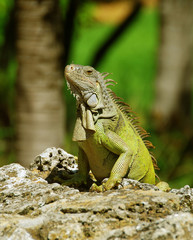 Green iguana