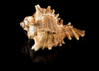 Apple Murex seashell on a black reflective background