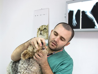 Veterinarian Doctor in the office looking at a dog teeth