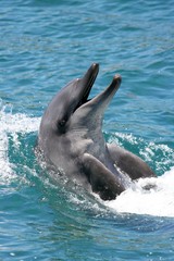 Bottenose Dolphin