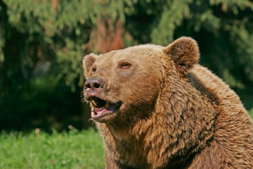 Portrait of a brown bear