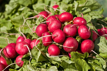food series: freshly grown spring red radish